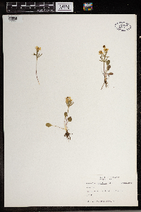 Ranunculus rhomboideus image