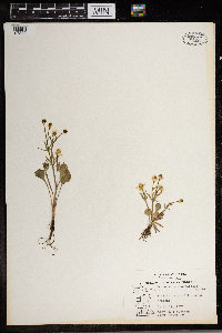 Ranunculus rhomboideus image