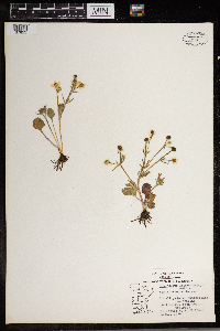 Ranunculus rhomboideus image