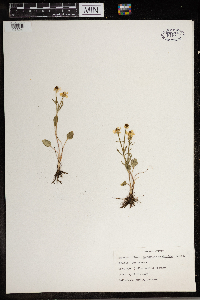 Ranunculus rhomboideus image