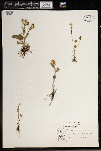 Ranunculus rhomboideus image