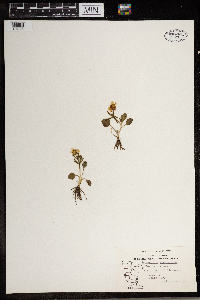 Ranunculus rhomboideus image