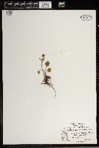 Ranunculus rhomboideus image