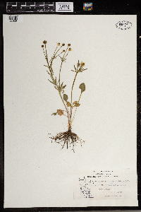 Ranunculus rhomboideus image
