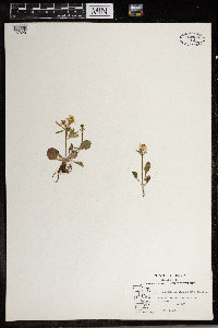 Ranunculus rhomboideus image