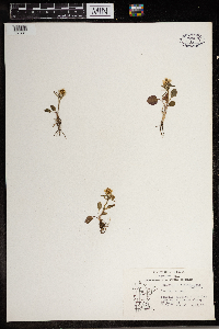 Ranunculus rhomboideus image
