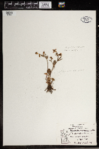 Ranunculus rhomboideus image