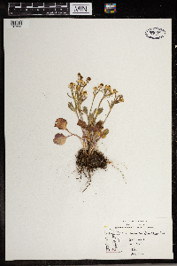 Ranunculus rhomboideus image