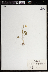 Ranunculus rhomboideus image