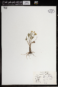 Ranunculus rhomboideus image