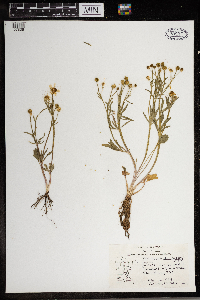 Ranunculus rhomboideus image