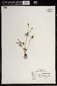 Ranunculus rhomboideus image