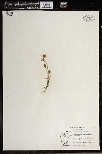 Ranunculus rhomboideus image