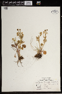 Ranunculus rhomboideus image