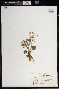 Ranunculus rhomboideus image