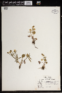 Ranunculus rhomboideus image