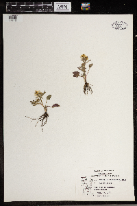 Ranunculus rhomboideus image