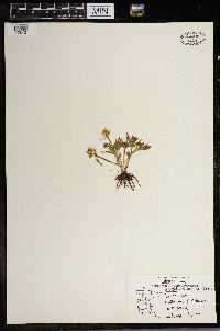 Ranunculus rhomboideus image