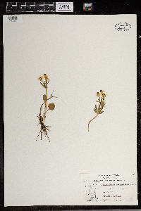 Ranunculus rhomboideus image