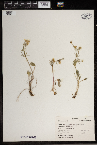 Ranunculus rhomboideus image