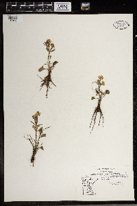 Ranunculus rhomboideus image