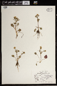 Ranunculus rhomboideus image