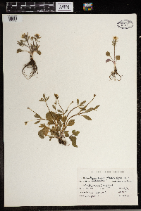 Ranunculus rhomboideus image