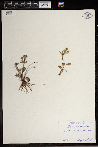 Ranunculus rhomboideus image