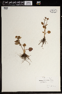 Ranunculus rhomboideus image