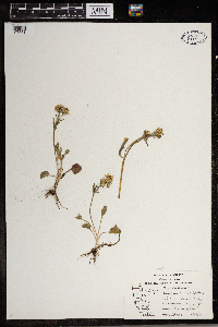 Ranunculus rhomboideus image