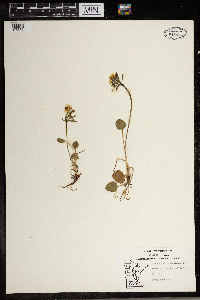 Ranunculus rhomboideus image