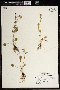 Ranunculus rhomboideus image