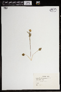 Ranunculus rhomboideus image