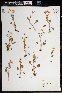 Ranunculus rhomboideus image