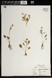 Ranunculus rhomboideus image