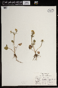 Ranunculus rhomboideus image