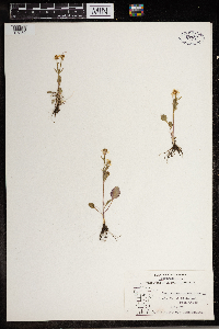 Ranunculus rhomboideus image