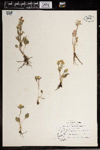 Ranunculus rhomboideus image