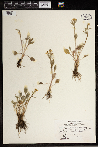 Ranunculus rhomboideus image