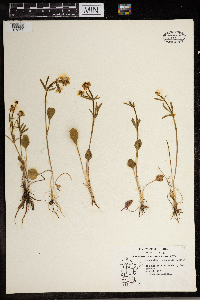 Ranunculus rhomboideus image