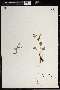 Ranunculus rhomboideus image