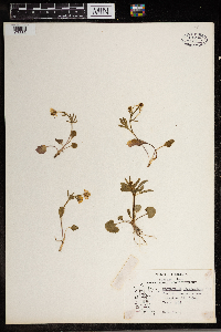 Ranunculus rhomboideus image