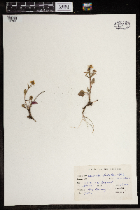 Ranunculus rhomboideus image