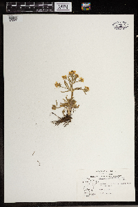 Ranunculus rhomboideus image