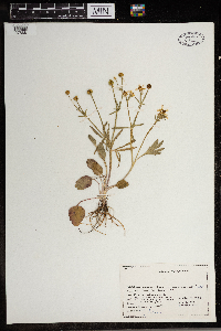 Ranunculus rhomboideus image