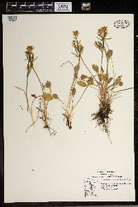 Ranunculus rhomboideus image