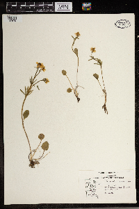 Ranunculus rhomboideus image