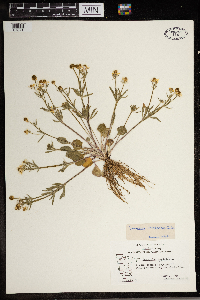 Ranunculus rhomboideus image