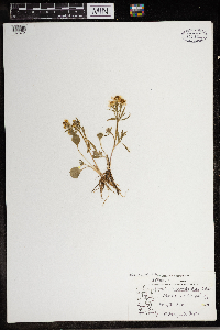 Ranunculus rhomboideus image