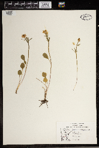 Ranunculus rhomboideus image